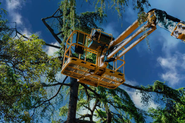 Professional Tree Service in Keowee Key, SC